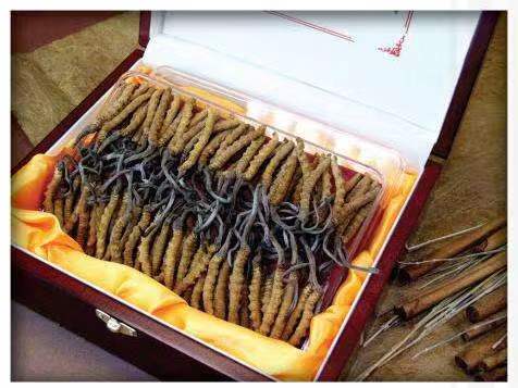 清原冬虫夏草回收